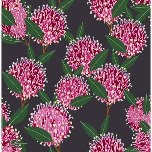 Card - S Blooming Hakea by Robyn Hammond