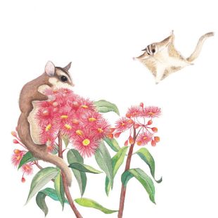 Card - Susannah Kay - 100mm x 100mm