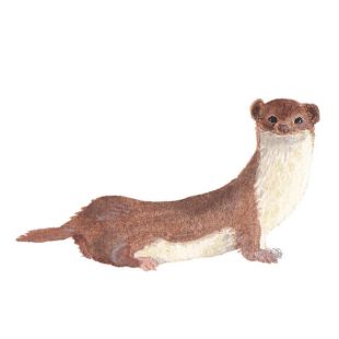 Card - Susannah Kay - 100mm x 100mm