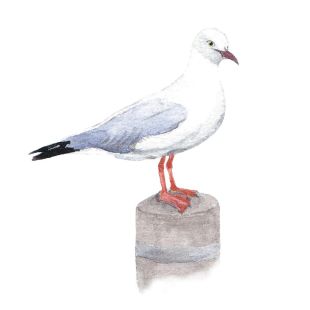 Card - Sussanah Kay - 100mm x 100mm