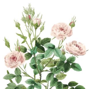 Card - Small Square Cards - 100mm x 100mm