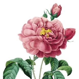 Card - Small Square Cards - 100mm x 100mm