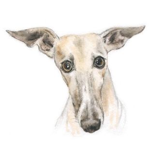 Card - Tog And Pini - 100mm x 100mm