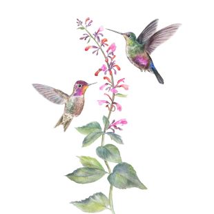 Card - Tog and Pini - 125mm x 175mm