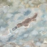 Card - Swimming Platypus by Aleta