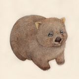 Card - Wombat by Aleta