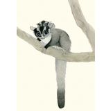 Card - Sugar Gliders by Aleta