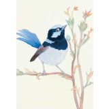 Card - Blue Fairy Wren Near Flowers by Aleta