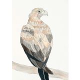 Card - Wedge-tailed Eagle by Aleta