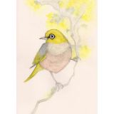 Card - Silvereye Finch by Aleta