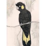 Card - Yellow-Tailed Black Cockatoo by Aleta