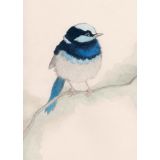 Card - Blue Fairy Wren by Aleta