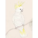 Card - Sulphur Crested Cockatoo by Aleta