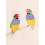 Card - Gouldian Finches by Aleta