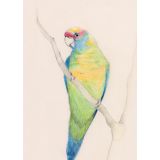Card - Ringneck Parrot by Aleta