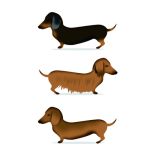 Card - Three Dachshunds by Cat MacInnes