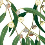 Card - Deb Hudson - 100mm x 100mm