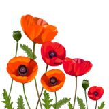 Card - Deb Hudson - 100mm x 100mm