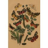 Card - Caterpillars & Butterflies by Studio Nuovo