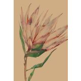 Card - Angled Protea by Studio Nuovo