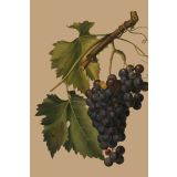 Card - Grapes by Studio Nuovo
