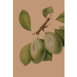 Card - Feijoa by Studio Nuovo