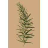 Card - Rosemary by Studio Nuovo