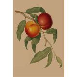 Card - Nectarine by Studio Nuovo