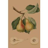 Card - Juicy Pears by Studio Nuovo