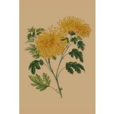 Card - Yellow Spider Yellow by Studio Nuovo