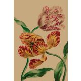 Card - Multi Coloured Tulips by Studio Nuovo