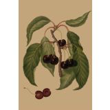 Card - Dark Cherries by Studio Nuovo