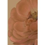 Card - Peach Profusion by Studio Nuovo