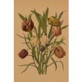 Card - Slanting Flowers by Studio Nuovo