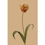 Card - Orange & Red Tulip by Studio Nuovo