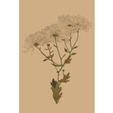 Card - Chrysanthemum Anastasia by Studio Nuovo