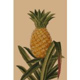 Card - Pineapple Plant by Studio Nuovo