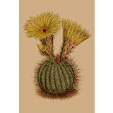 Card - Ferocactus Pottsii by Studio Nuovo