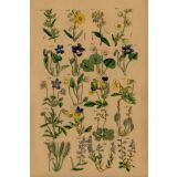 Card - Yellow & Purple flowers by Studio Nuovo