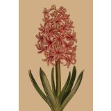 Card - Pink Hyacinth by Studio Nuovo
