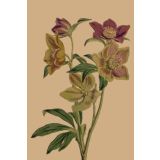 Card - Purple & Yellow Wildflower by Studio Nuovo