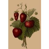 Card - Stawberries by Studio Nuovo