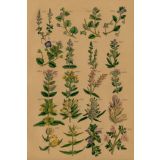 Card - Multiple Flowers by Studio Nuovo