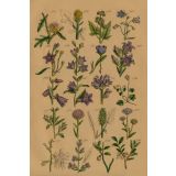 Card - Blue, Yellow & Purple Flowers by Studio Nuovo