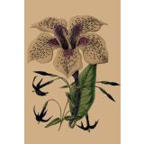 Card - Galaxy Flower by Studio Nuovo