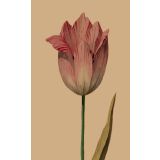 Card - Red & Pink Tulip by Studio Nuovo