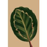 Card - Textured Leaf by Studio Nuovo