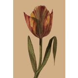 Card - Shadowed Yellow & Red Tulip by Studio Nuovo
