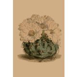 Card - White Floral Cactus by Studio Nuovo