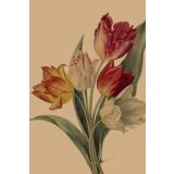 Card - White, Red & Yellow Tulips by Studio Nuovo